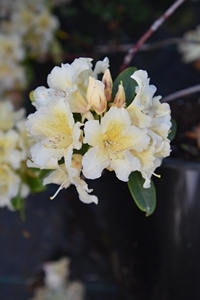 Rhodo Cream surpreme